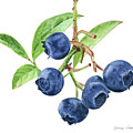 Blueberries